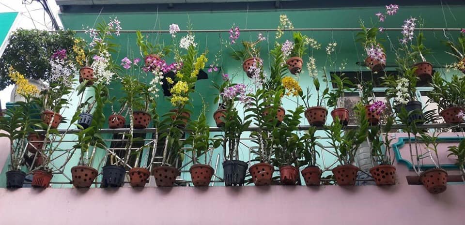 Kinh nghiệm trồng lan trên ban công sân thượng | Phong Lan Việt Nam