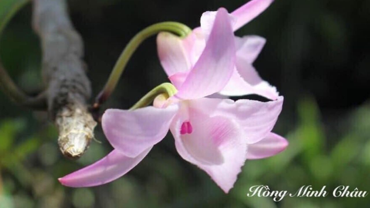 Nguồn Gốc Bông Hồng Minh Châu Bông Lan Var Nhiều Người Mơ Ước