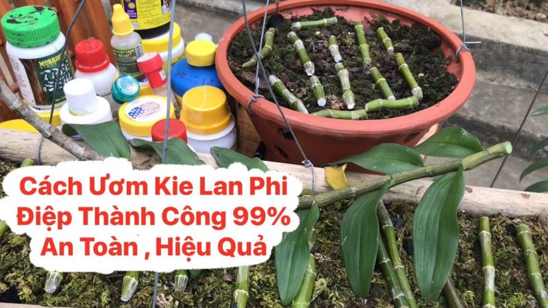 Cách chăm kie phi điệp nhanh lớn đạt hiệu quả cao