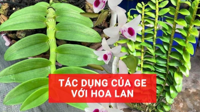 Công dụng của các loại ge đối với Phong Lan