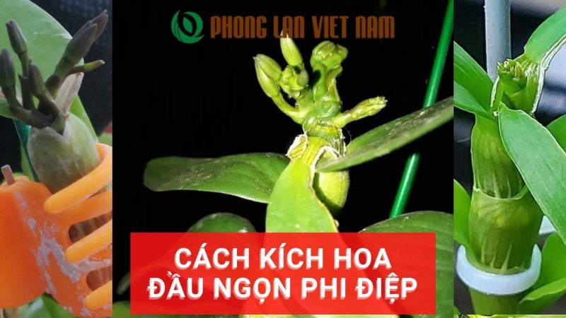 Hướng dẫn chi tiết cách kích hoa đầu ngọn phi điệp