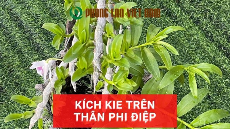 Hướng dẫn kích kie trên thân phi điệp hiệu quả