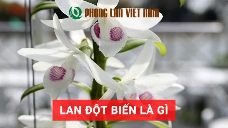 Lan đột biến là gì? đọc để hiểu rõ hơn về lan var