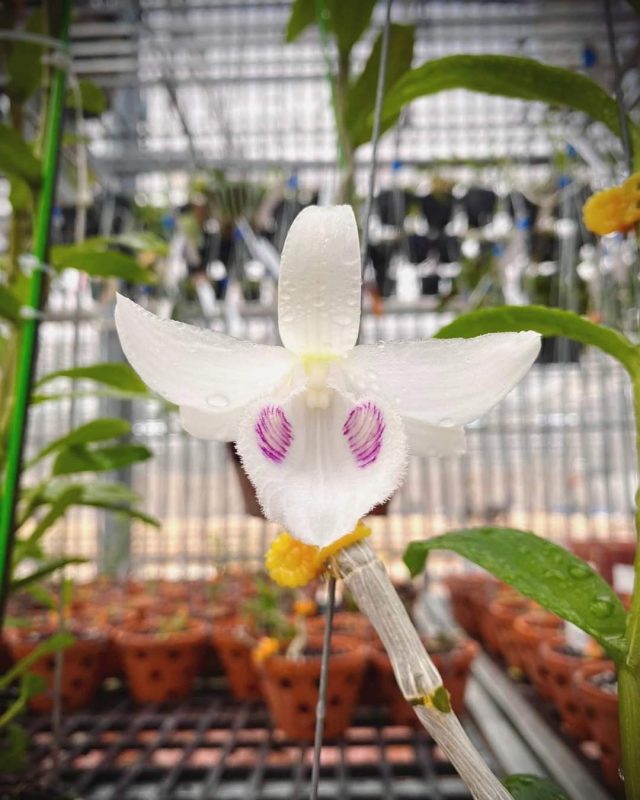 Đặc điểm nổi bật hoa lan 5ct bảo duy cánh hoa trắng tinh căng và bay