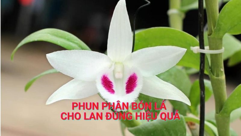 Hướng dẫn phun phân bón lá cho lan đúng hiệu quả nhất