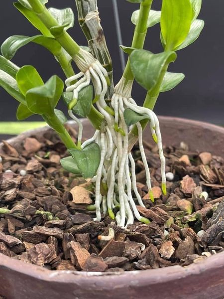 Nhiệm vụ của rễ lan giúp cây hấp thụ dinh dưỡng phát triển khỏe mạnh