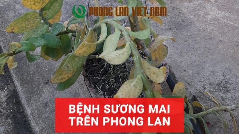 Cách phòng và khắc phục bệnh sương mai trên hoa lan