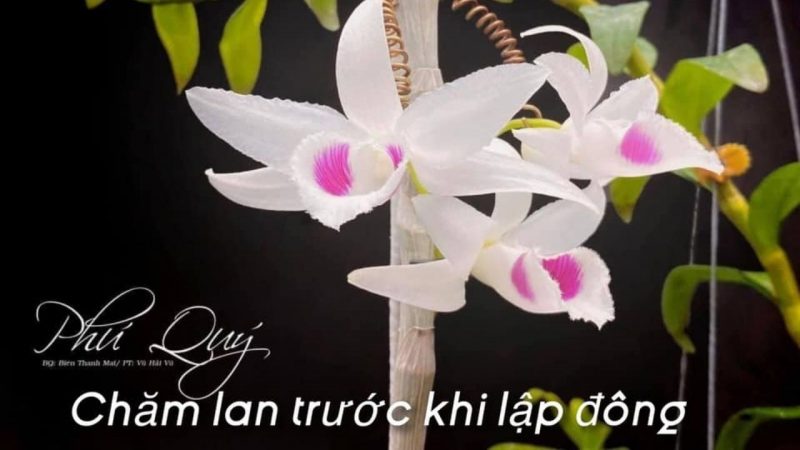 Kinh nghiệm thực tế chăm sóc phong lan trước khi lập đông