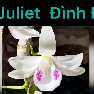 Nguồn gốc bông phi điệp 5ct juliet một bông var đình đám