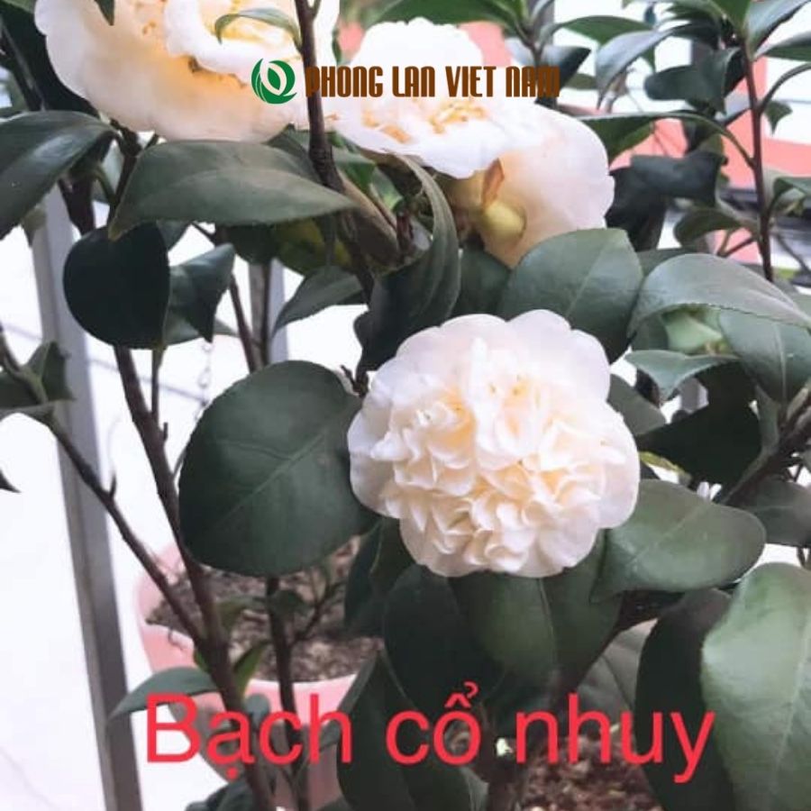 Bạch Nhụy bông bạch trà cổ Việt Nam