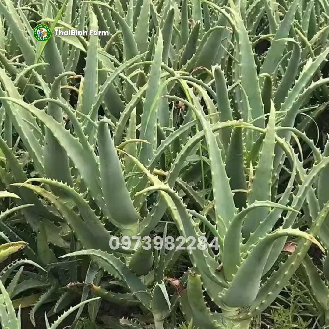 Nha đam lưỡi cọp có dược tính cao giúp hỗ trợ tiêu U hiệu quả