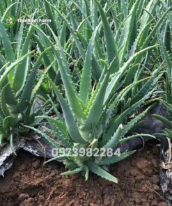 Nha đam lưỡi cọp hay còn gọi là Nha đam Arborescens