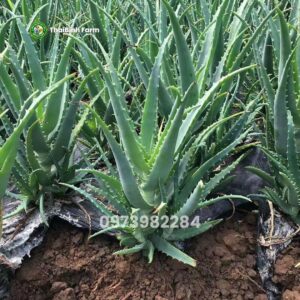 Cây nha đam có tác dụng gì? Khám phá 10+ lợi ích “Vàng” cho sức khỏe và sắc đẹp