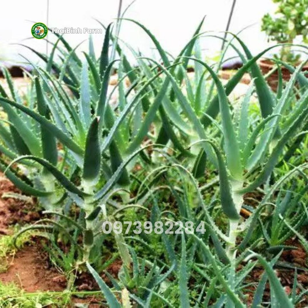 Vườn ươm cây giống nha đam lưỡi cọp