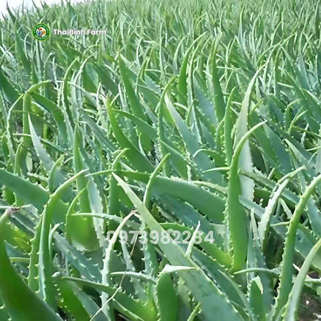 Nha đam lưỡi cọp có dược tính rất cao