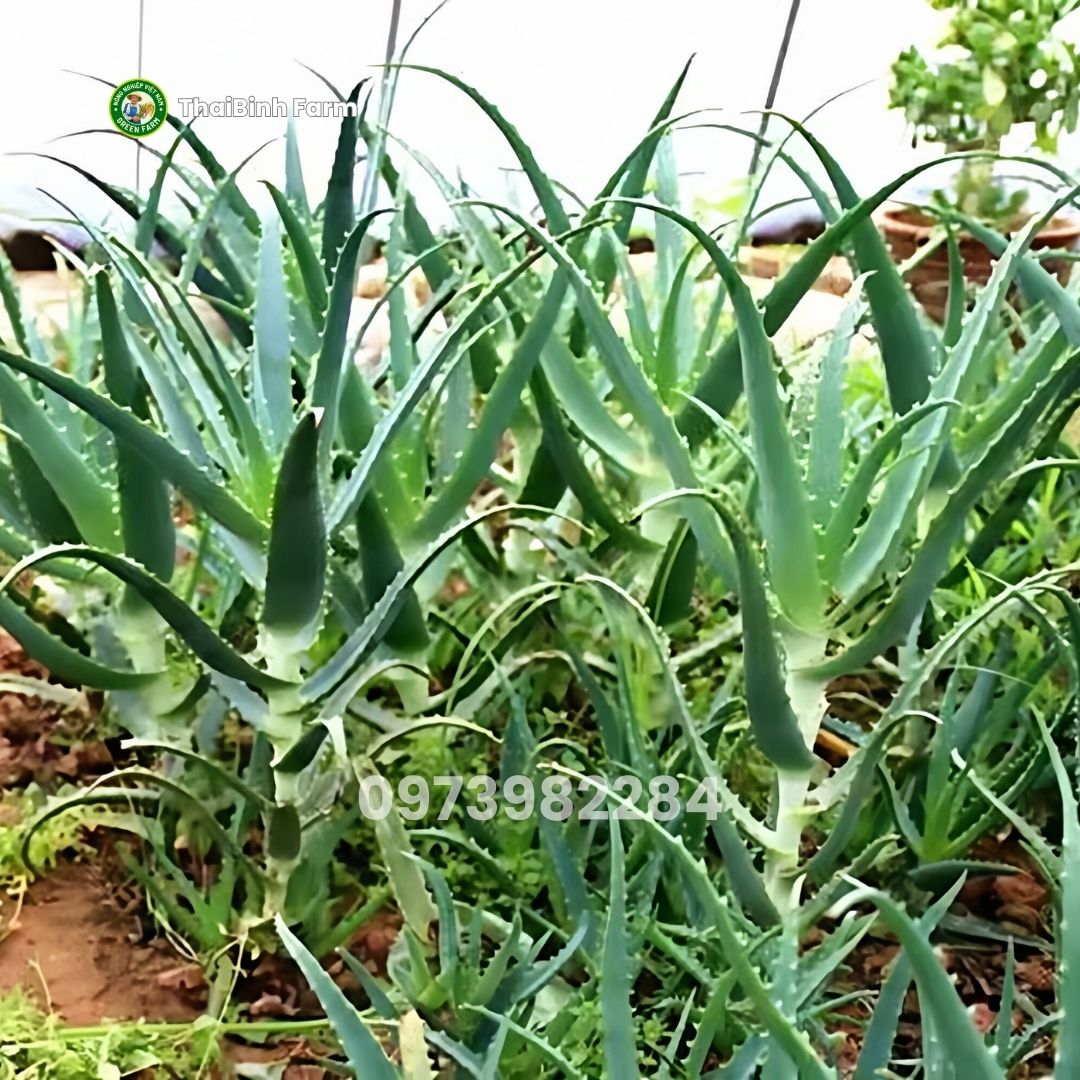 Cây giống nha đam lưỡi cọp