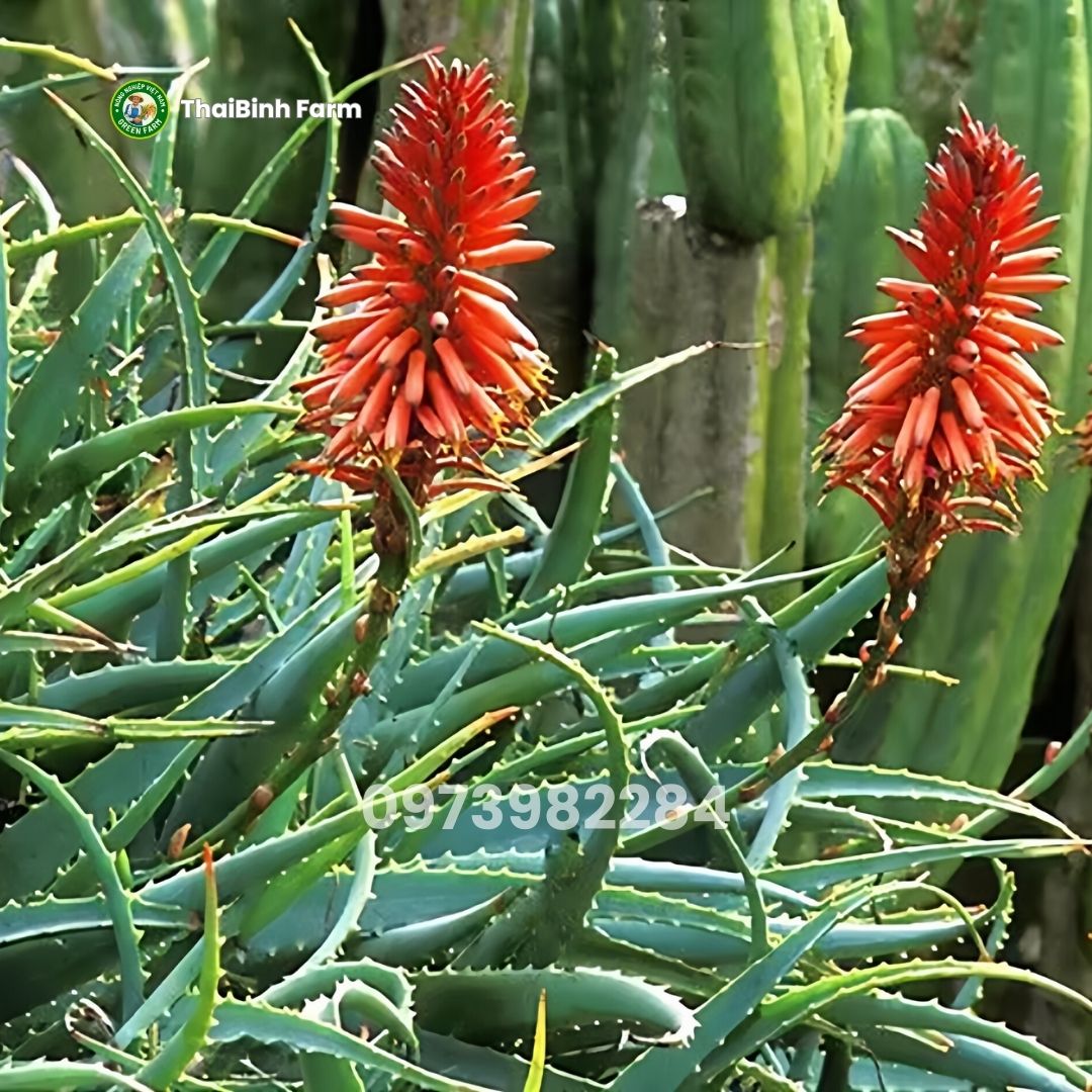 Nha đam lưỡi cọp có dược tính quý rất tốt cho sức khỏe