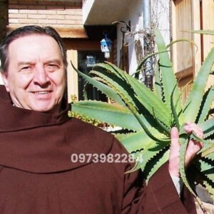 Nha đam mật ong: “Siêu thực phẩm” hỗ trợ tiêu u và thanh lọc cơ thể từ gốc