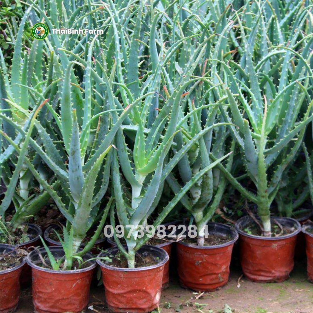 Cây giống nha đam lưỡi cọp