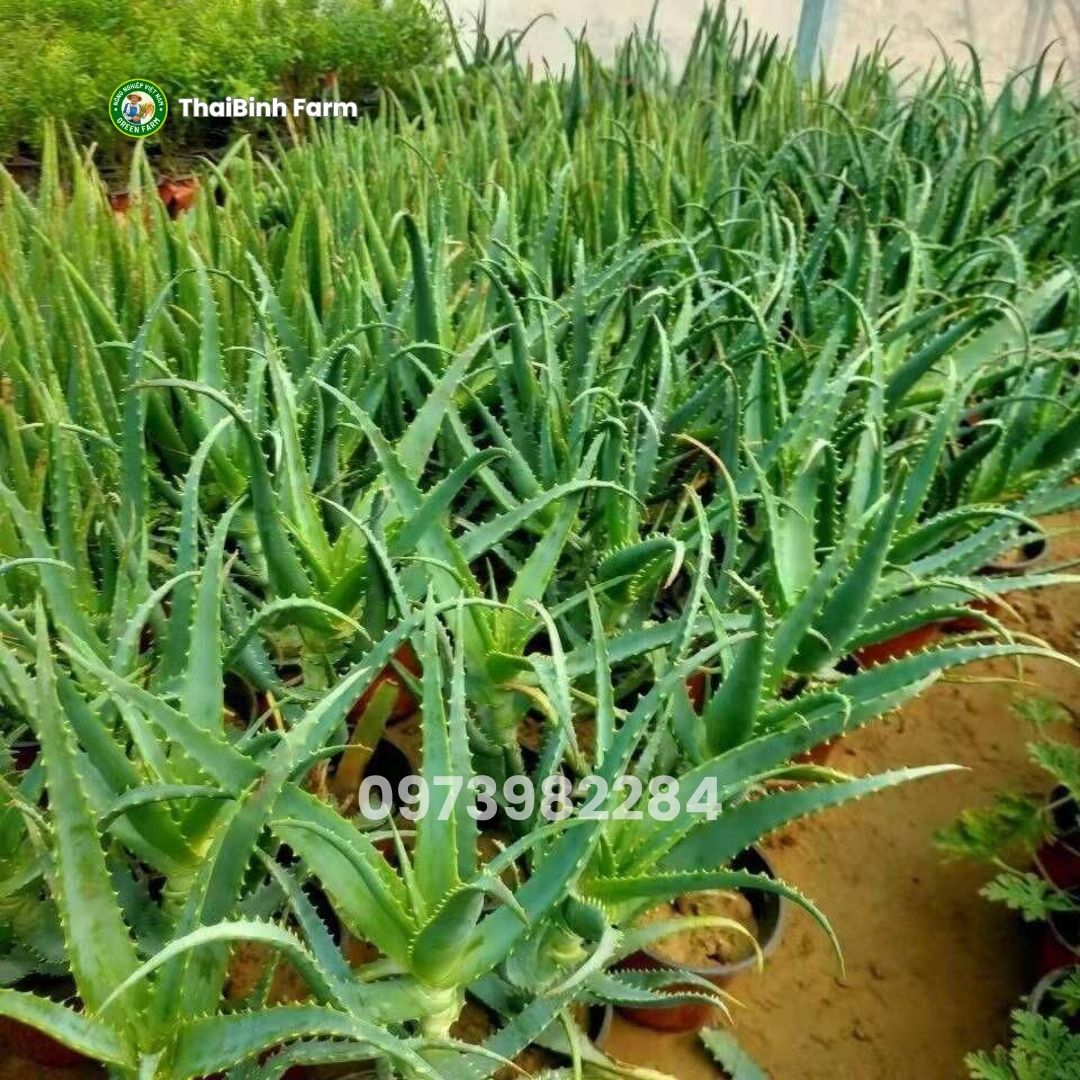 Cây giống nha đam lưỡi cọp