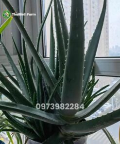 Cây nha đam mỹ trưởng thành bẹ to