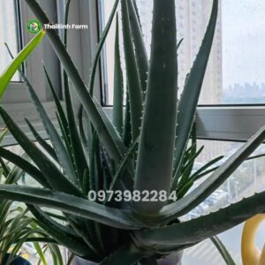 Nha đam mật ong rượu trắng trị bệnh gì? Giải mã bài thảo dược huyền thoại của Linh mục Romano Zago