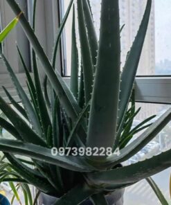 Cây giống nha đam mỹ phát triển tốt