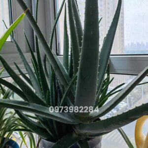 Nha đam Mỹ: Tất tần tật về công dụng, cách dùng và bí kíp trồng bẹ to, giàu dược tính