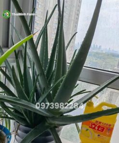 Cây giống nha đam mỹ khỏe mạnh