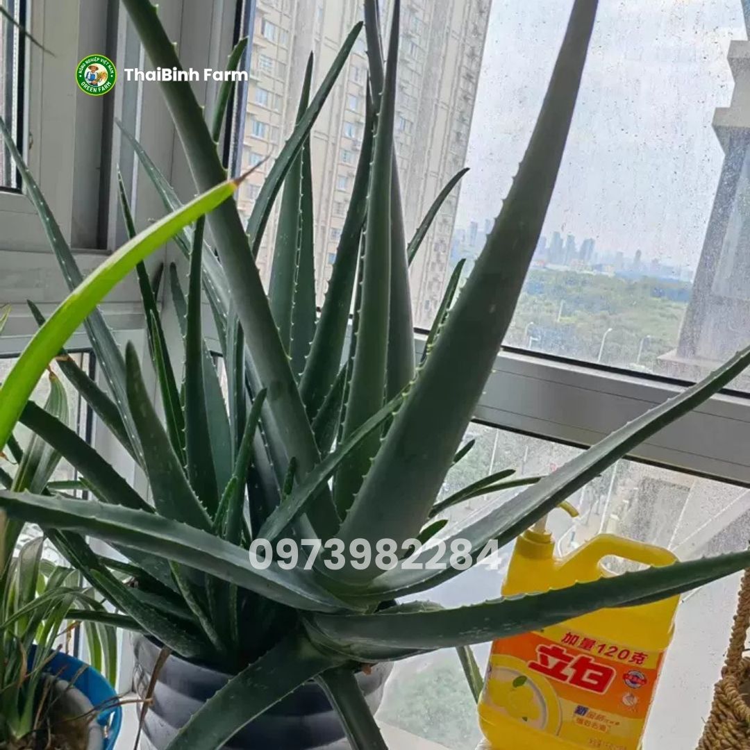 Cây giống nha đam mỹ khỏe mạnh