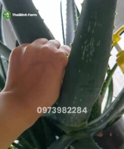 Nha đam mỹ bẹ to tốt cho sức khỏe