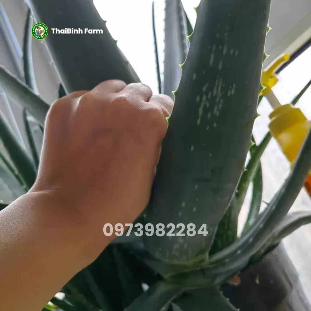 Nha đam mỹ bẹ to tốt cho sức khỏe