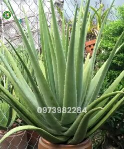 Cây nha đam mỹ trưởng thành bẹ to