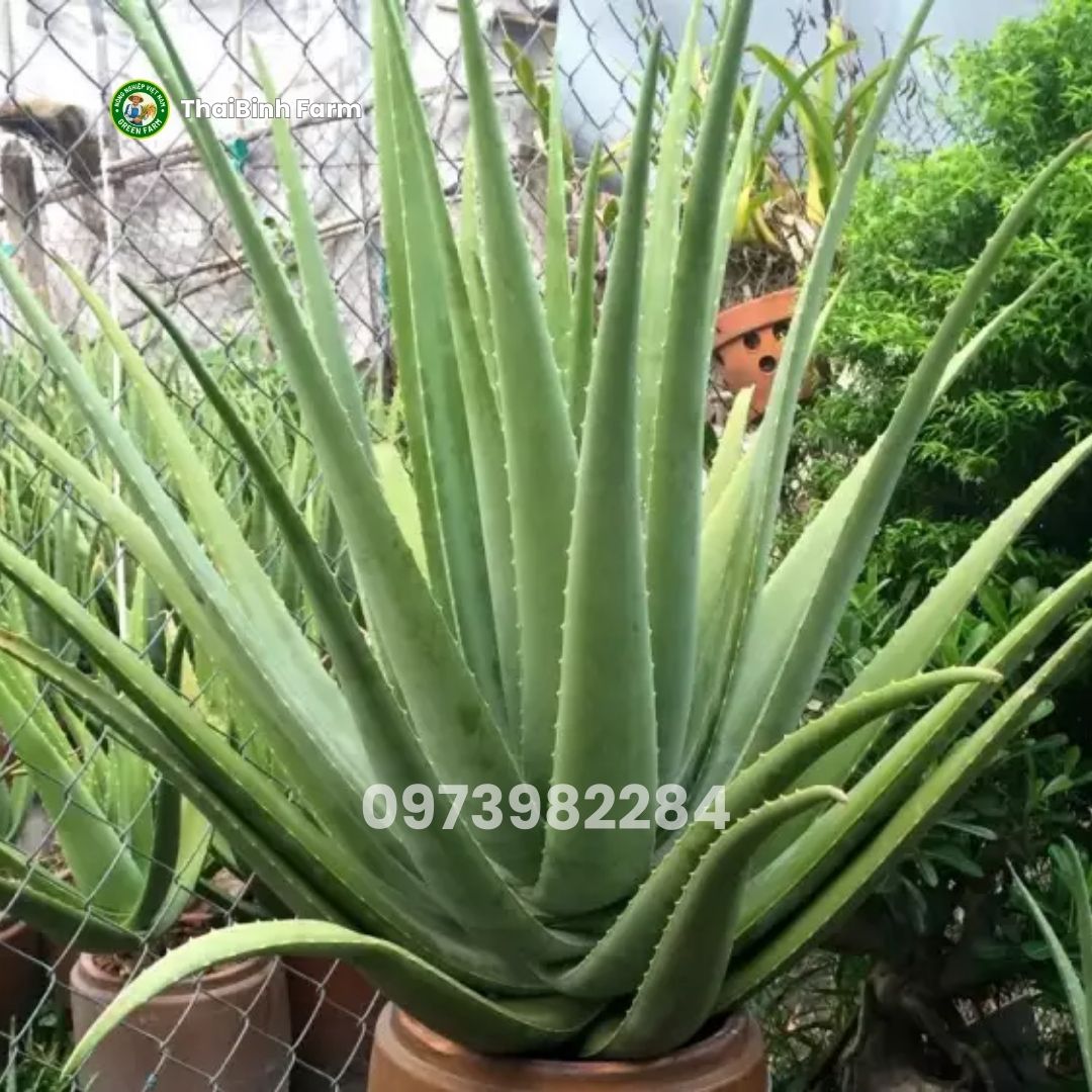 Cây nha đam mỹ trưởng thành bẹ to