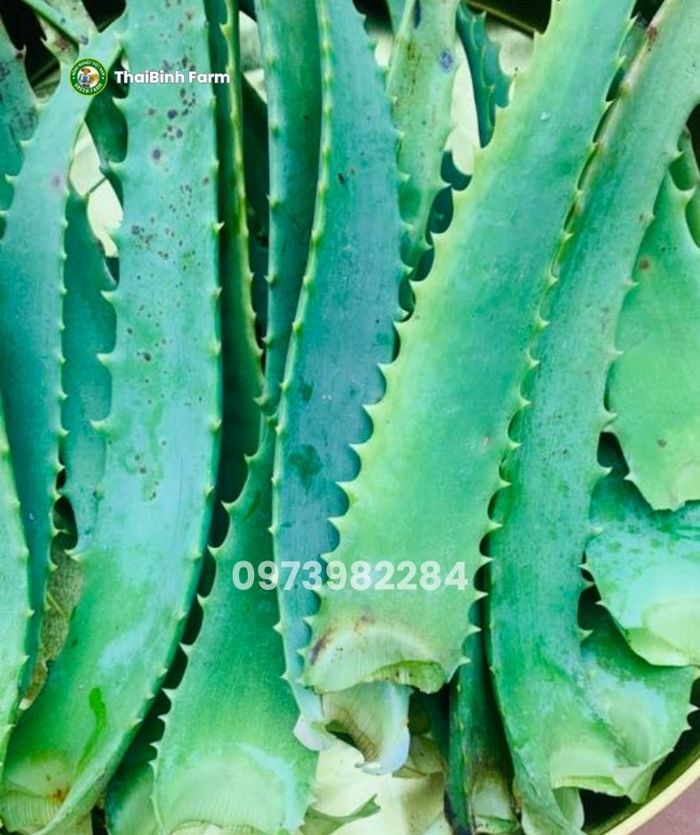 Bẹ nha đam lưỡi cọp chế biến nha đam mật ong rất tốt