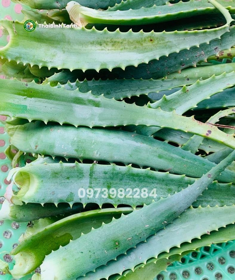 Bẹ nha đam sử dụng làm bài thuốc tiêu u