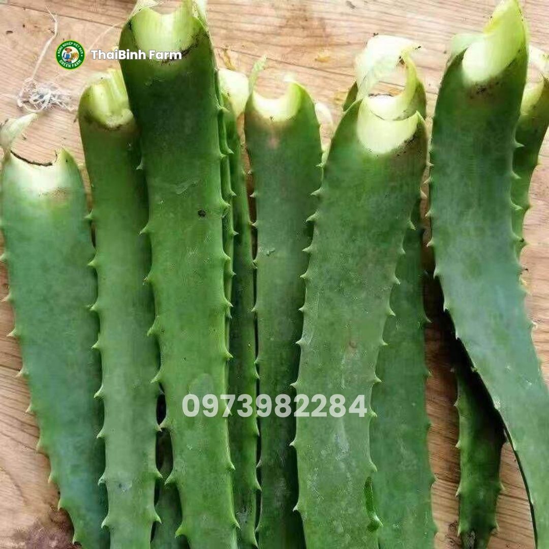 Công thức vàng nha đam mật ong rượu trắng