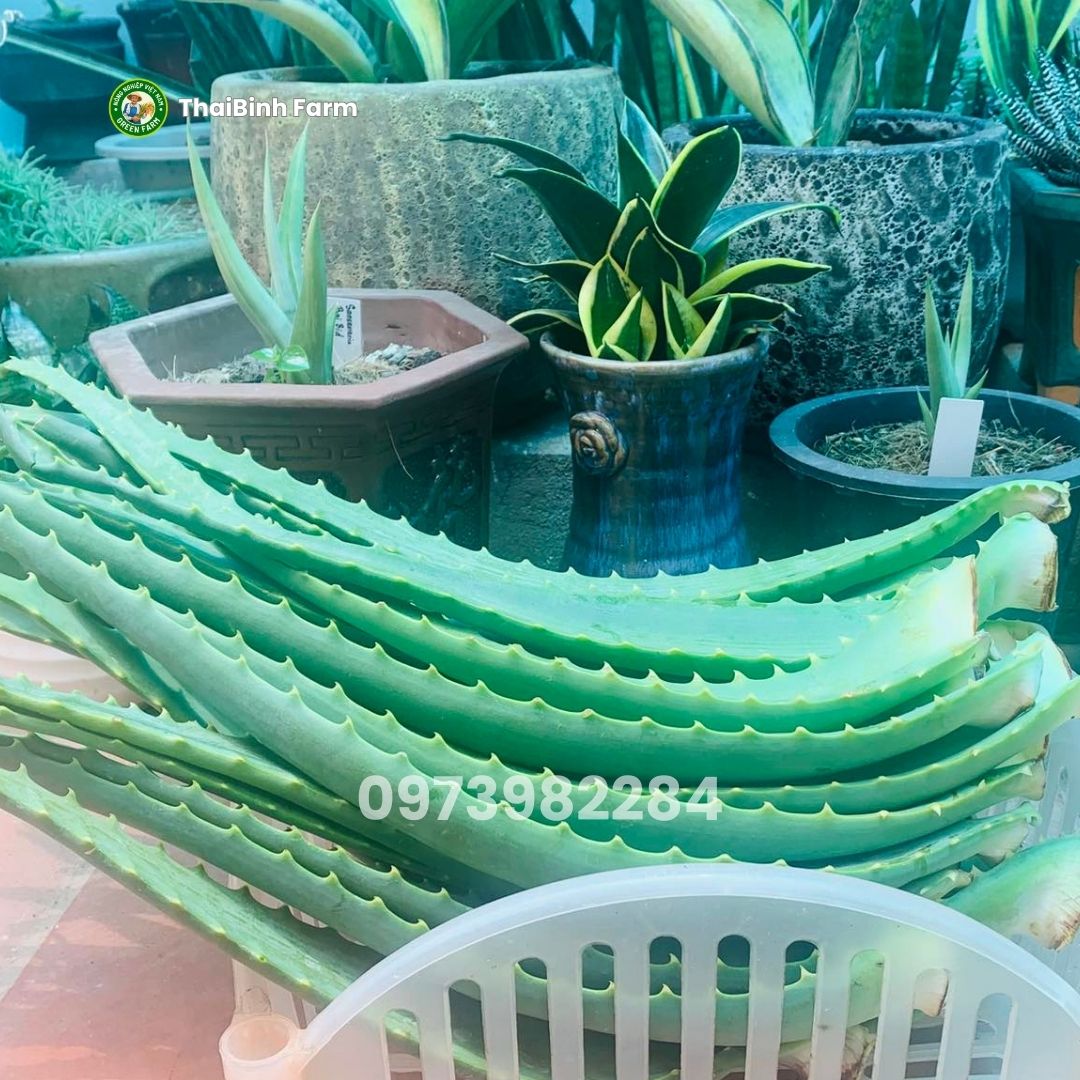 Nham đam mật ong rất tốt cho sức khỏe